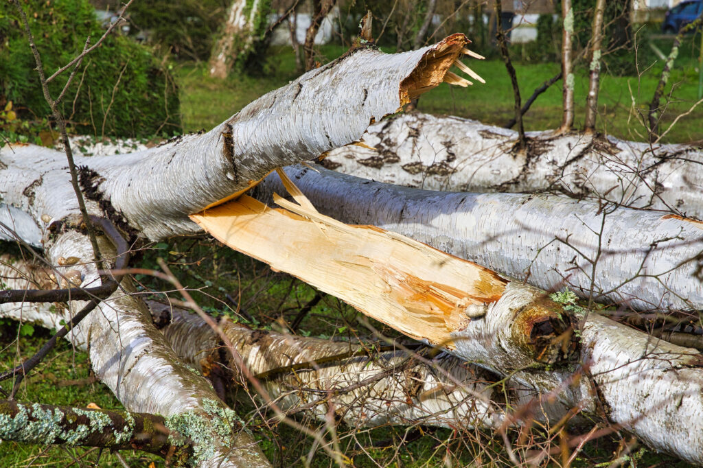 Large fallen tree in Chalmette, demonstrating the need for professional tree removal services to safely clear hazardous trees and protect property.