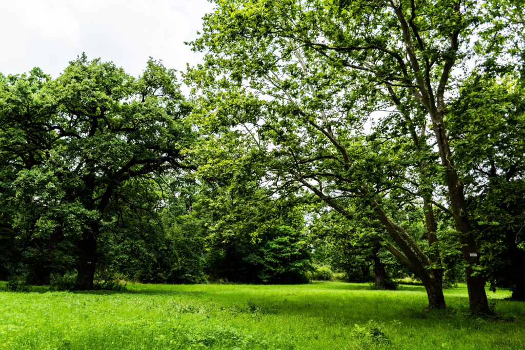 Big, beautiful lawn with large, healthy trees, showcasing the expert care provided by Chalmette Tree Service. Contact us for all your tree service needs.
