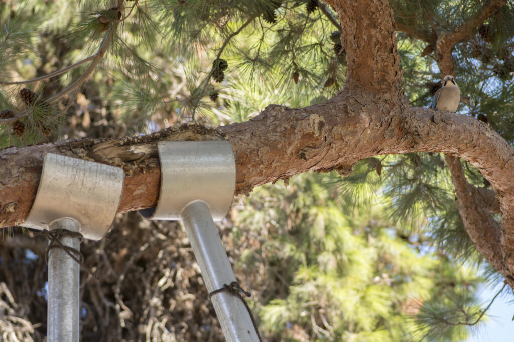 Close-up of tree bracing in Chalmette, providing structural support to stabilize a large branch.