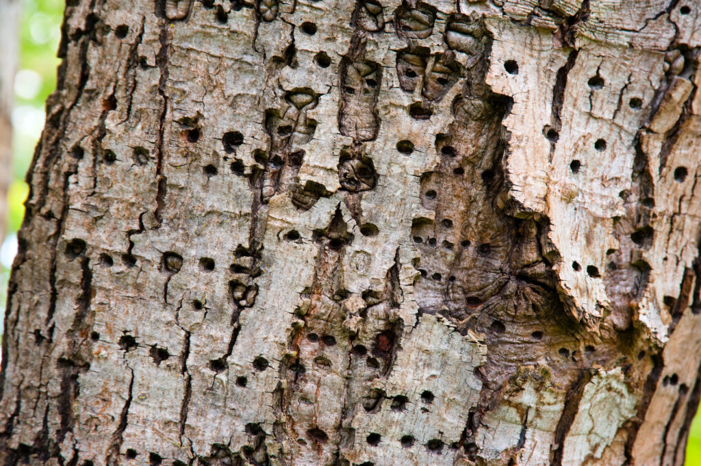 Close-up of tree bark with visible pest damage in Chalmette, illustrating the need for professional pest control services.