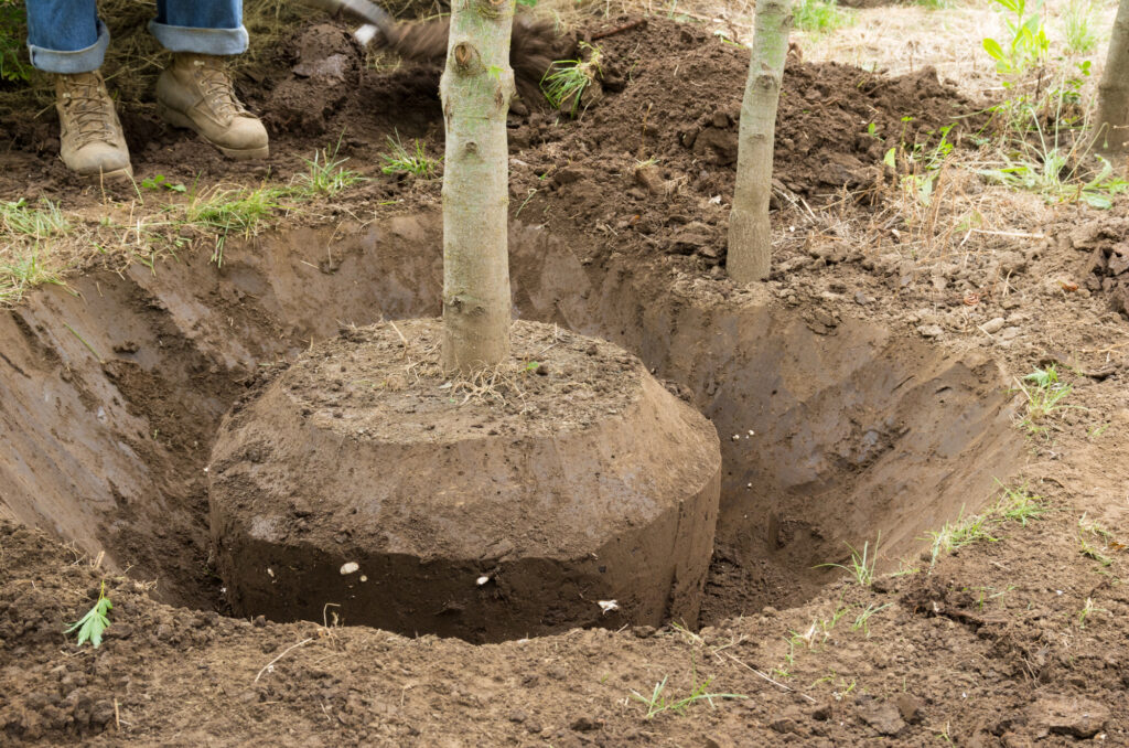 Tree being carefully transplanted in Chalmette, showing expert tree transplanting services to ensure healthy growth.