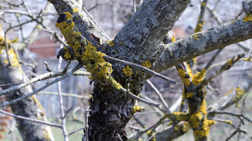 Tree with visible signs of disease being assessed for health in Chalmette, highlighting the importance of professional tree care.